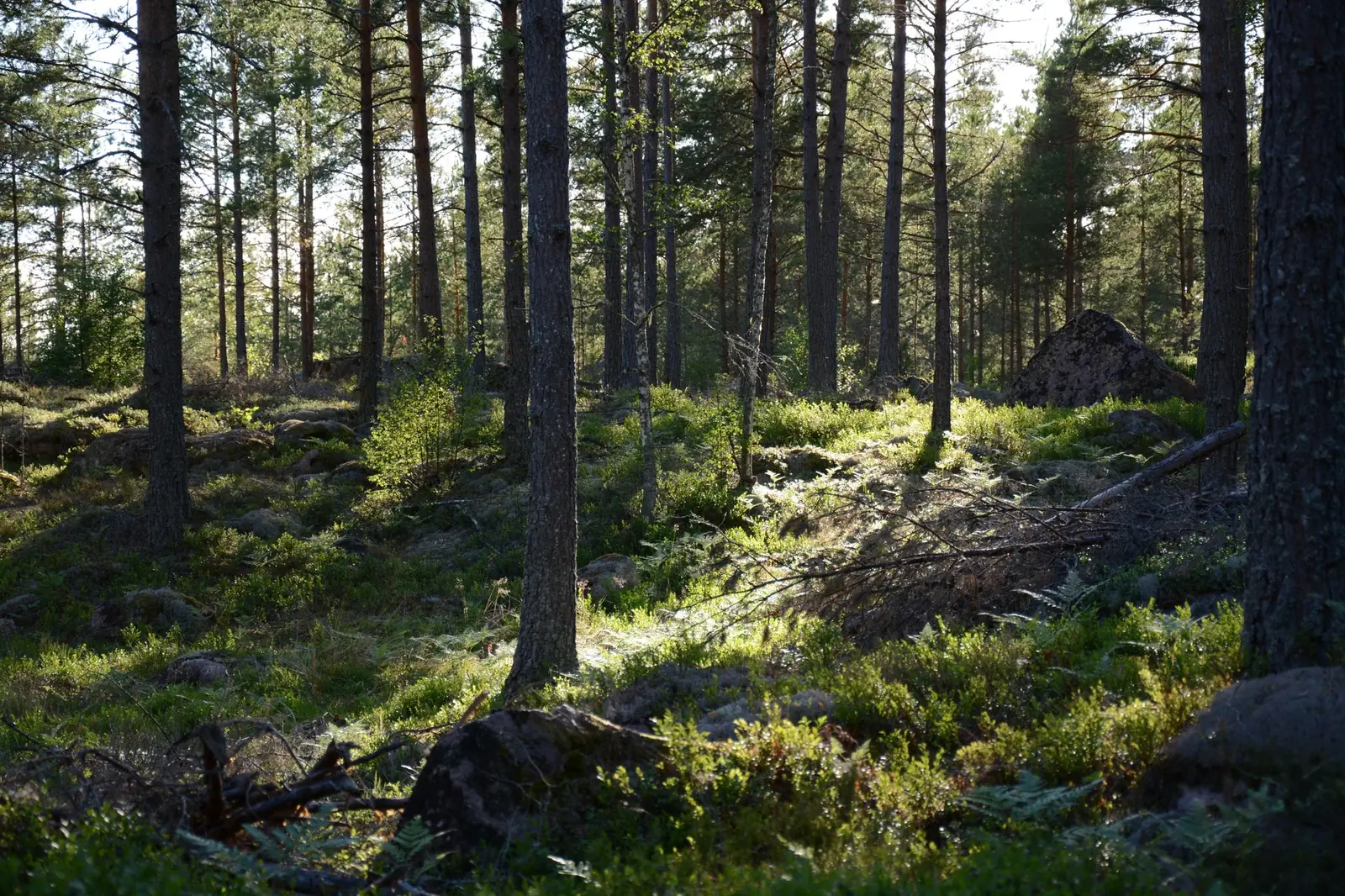 Gammal barrskog med grova träd