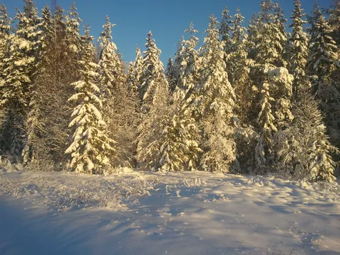 Granskog i byn Huli i Sundsvall