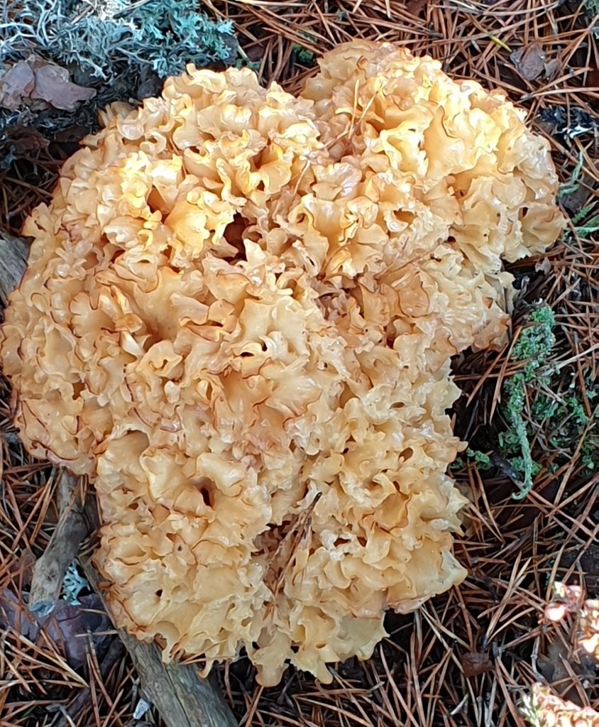 Blomkålssvamp