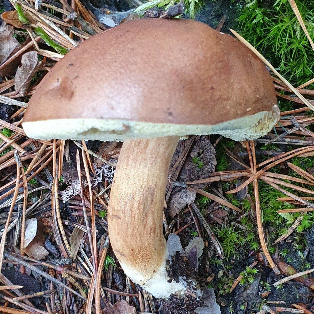 Brunsopp