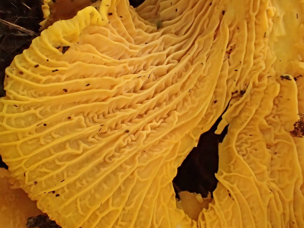 Kantarell (Cantharellus cibarius) – närbild på undersidan med grunda, förgrenade åsar