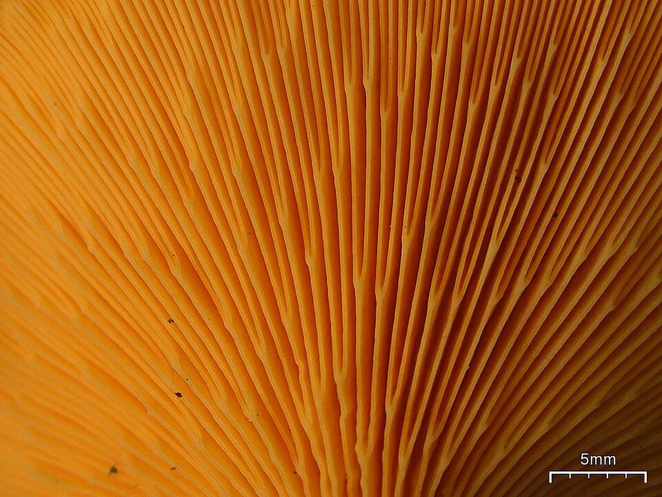 Narrkantarell (Hygrophoropsis aurantiaca) – täta, regelbundna orange skivor på undersidan