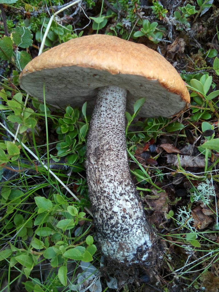 Tegelsopp