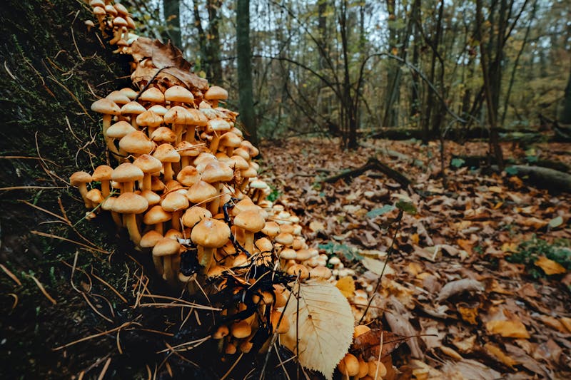 Skog med mykorrhiza-nätverk under marken
