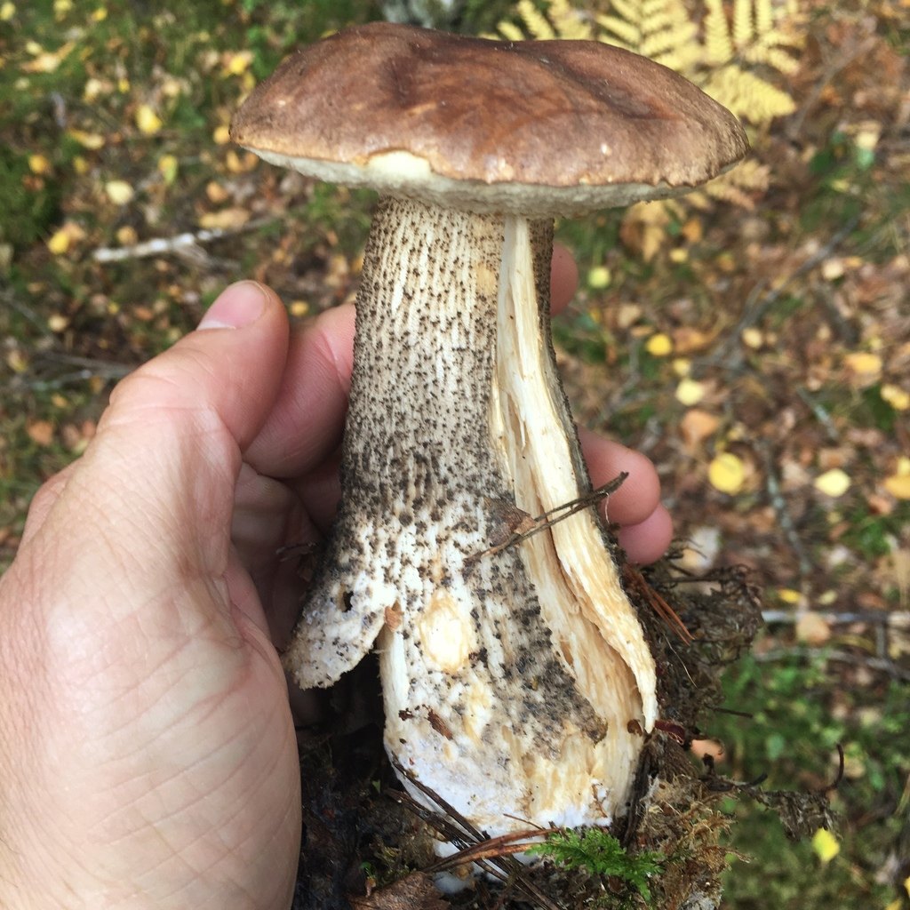 Björksopp, köttet