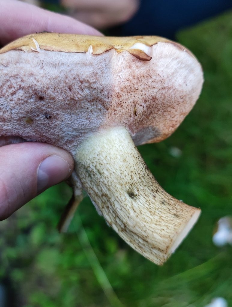 Gallsopp (Tylopilus felleus), skära porer och grovt nätmönster på foten, förväxlingssvamp till stensopp