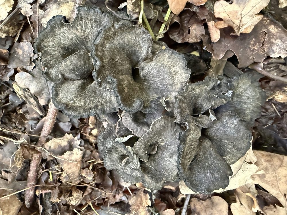 Grå kantarell (Cantharellus cinereus), grå trattar med åsar på yttersidan, förväxlingssvamp till svart trumpetsvamp