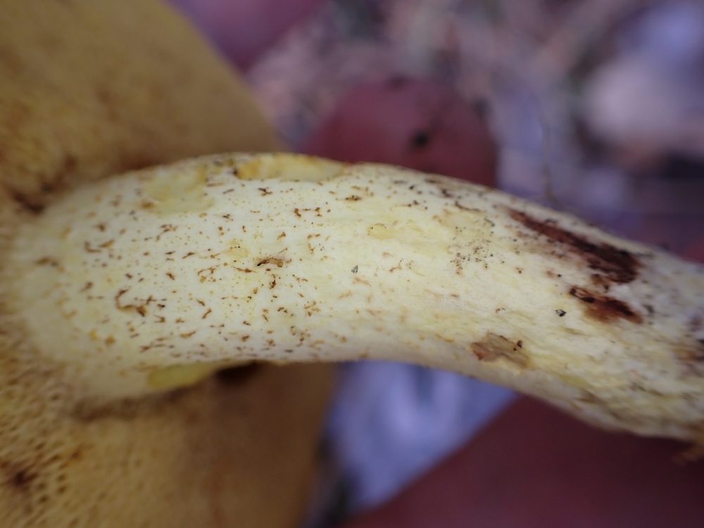 Grynsopp (Suillus granulatus), fot utan ring med bruna korn, förväxlingssvamp till smörsopp