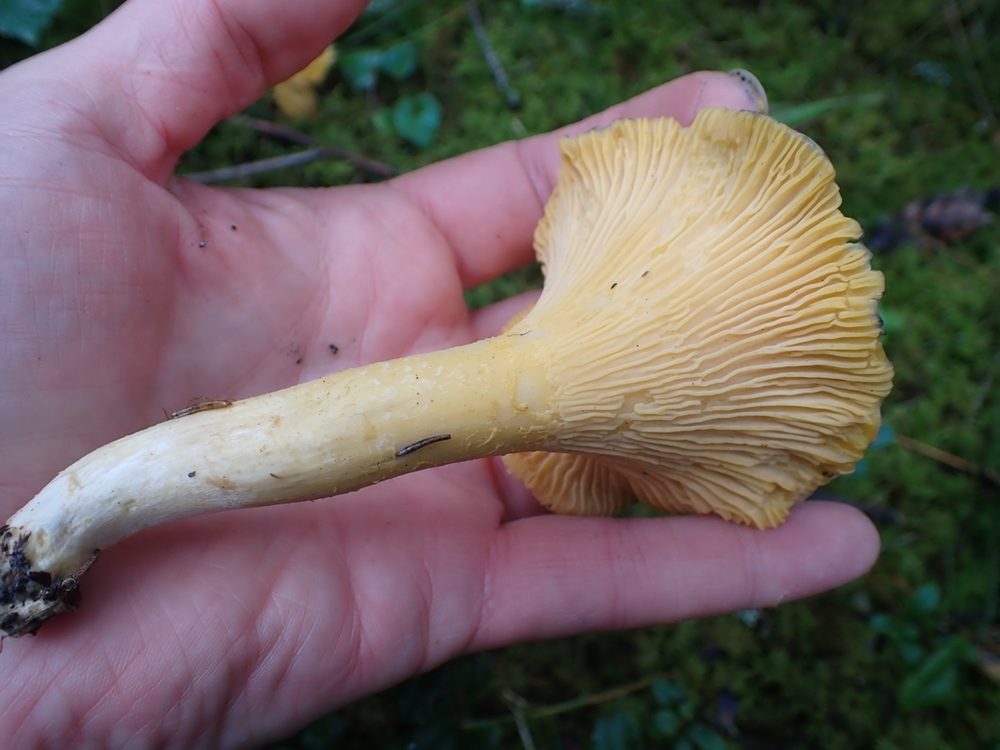 Kantarell i handen från sidan, massiv fot där åsarna löper ned
