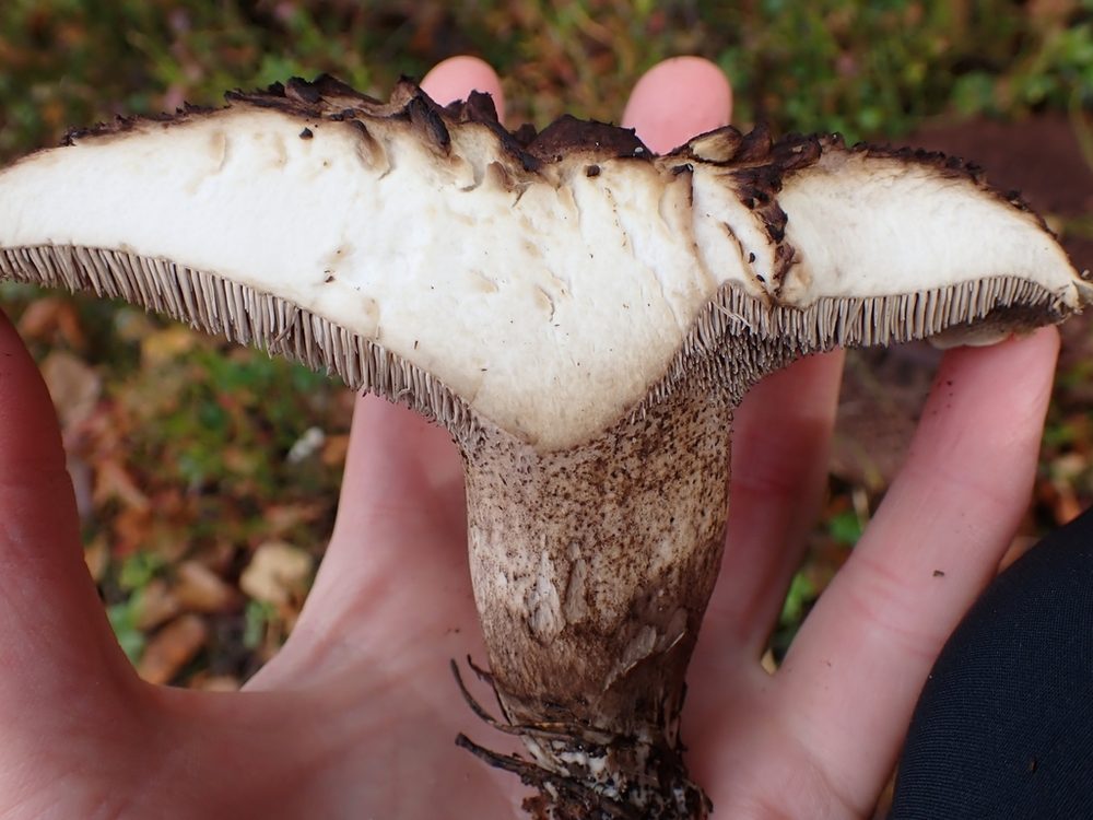 Motaggsvamp, genomskuren med ljust kött