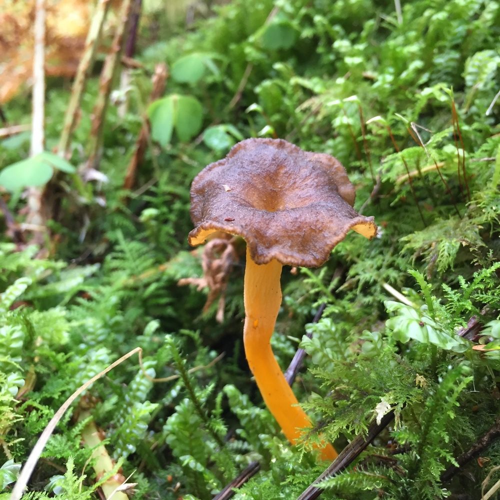 Rödgul trumpetsvamp i mossa, flera exemplar med gulorange fot