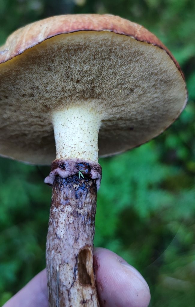 Smörsopp, foten med mörk ring under porlagret