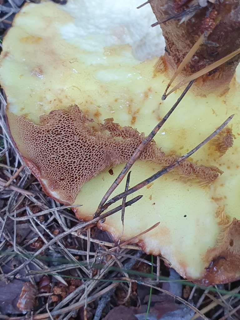 Smörsopp, genomskuren med ljusgult kött