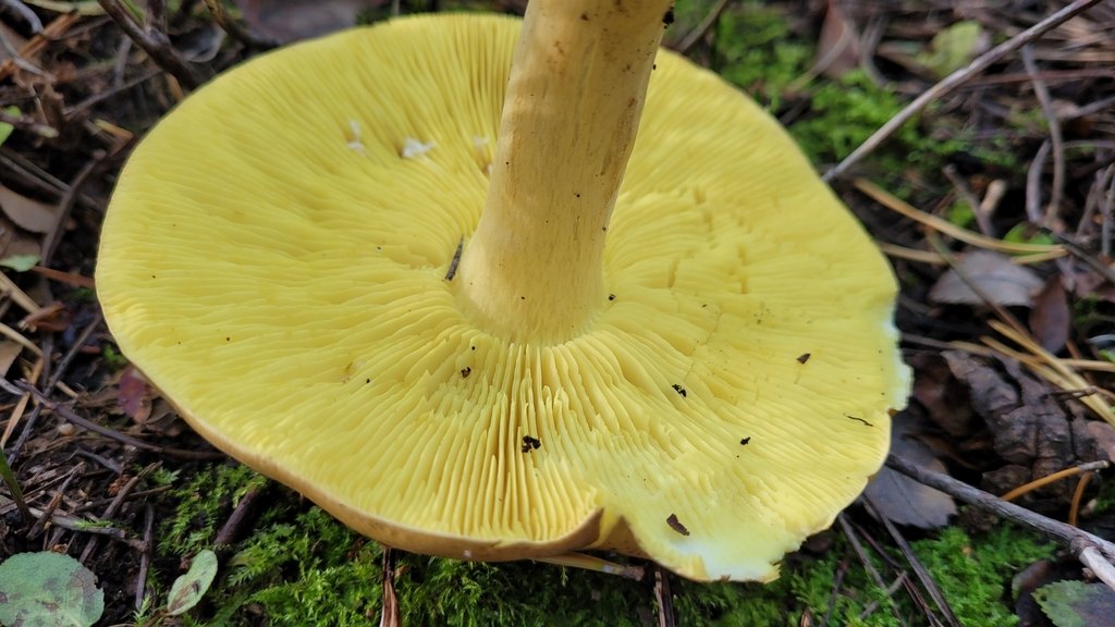 Riddarmusseron (Tricholoma equestre): gula skivor och ingen ring, förväxlingssvamp till goliatmusseron
