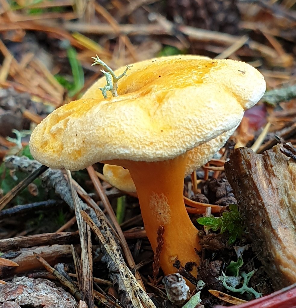 Narrkantarell (falsk kantarell): hel svamp med orange, trattformad hatt och tunna skivor som löper ner på foten