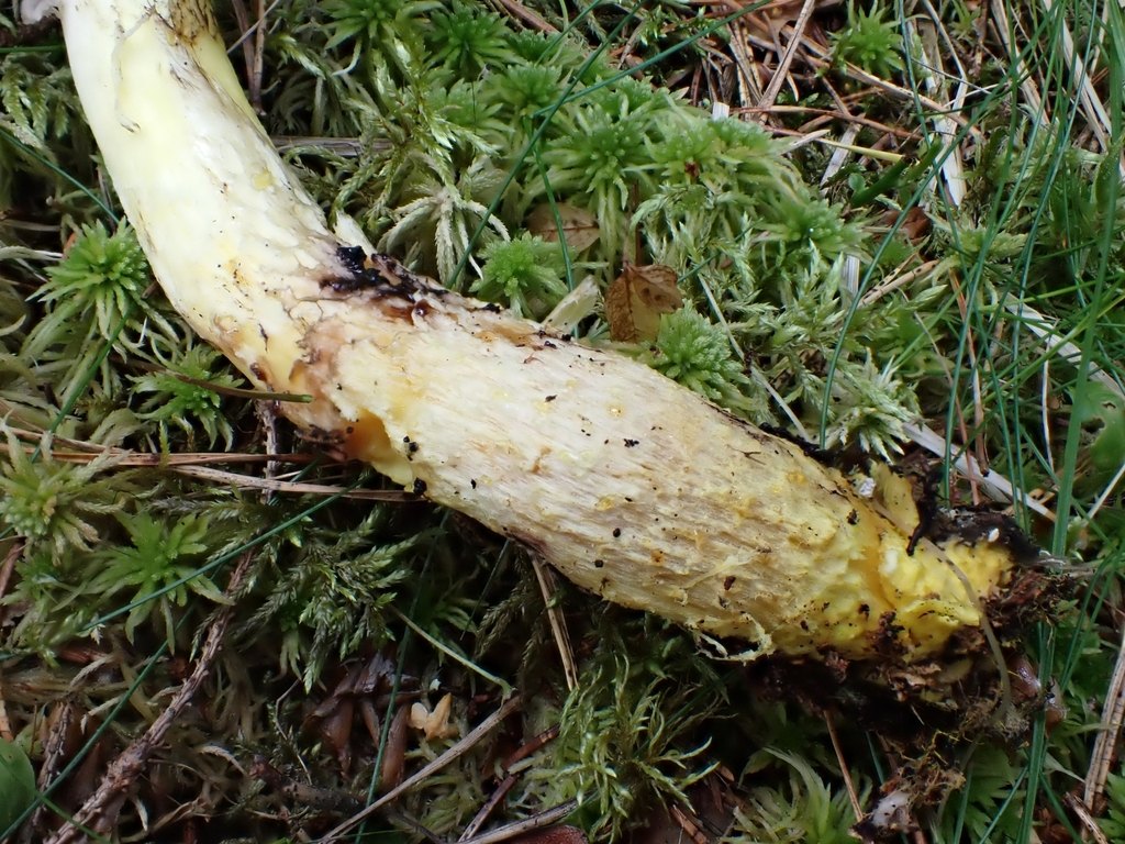Citronslemskivling – referensfoto 4