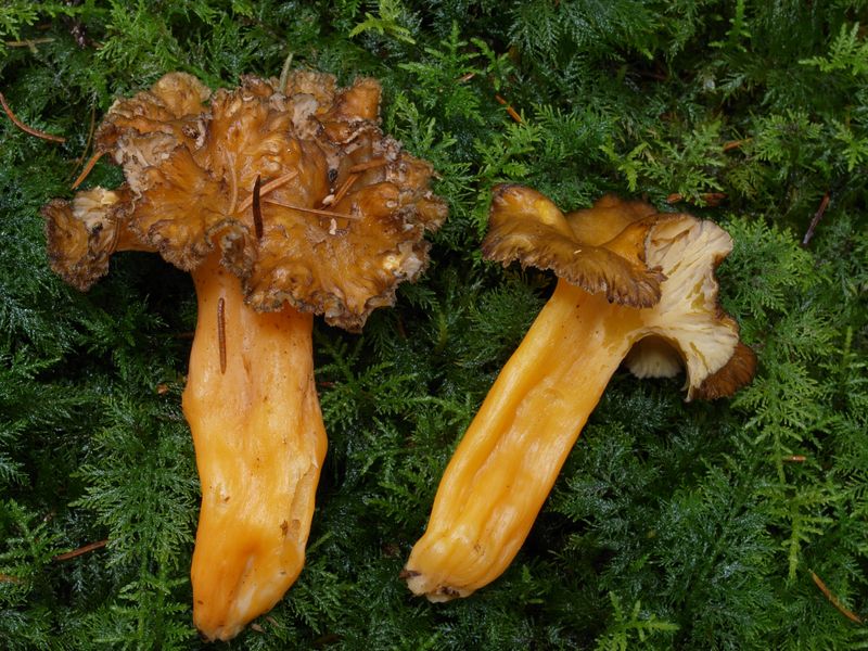 Rödgul trumpetsvamp – referensfoto 1
