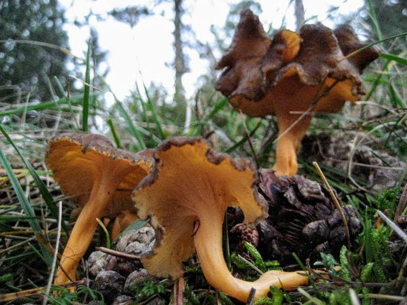 Rödgul trumpetsvamp – referensfoto 3