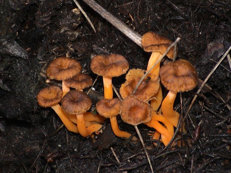 Rödgul trumpetsvamp – referensfoto 4