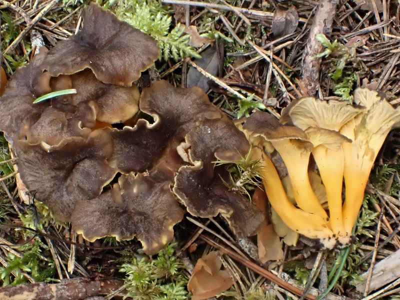 Rödgul trumpetsvamp – referensfoto 5