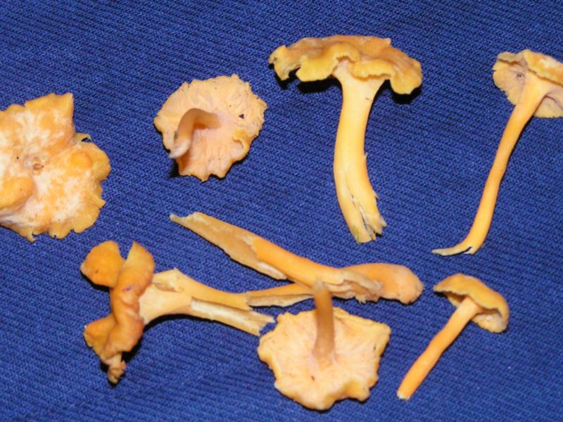 Rödgul trumpetsvamp – referensfoto 6