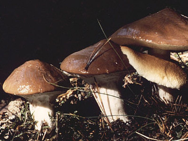 Smörsopp – referensfoto 3