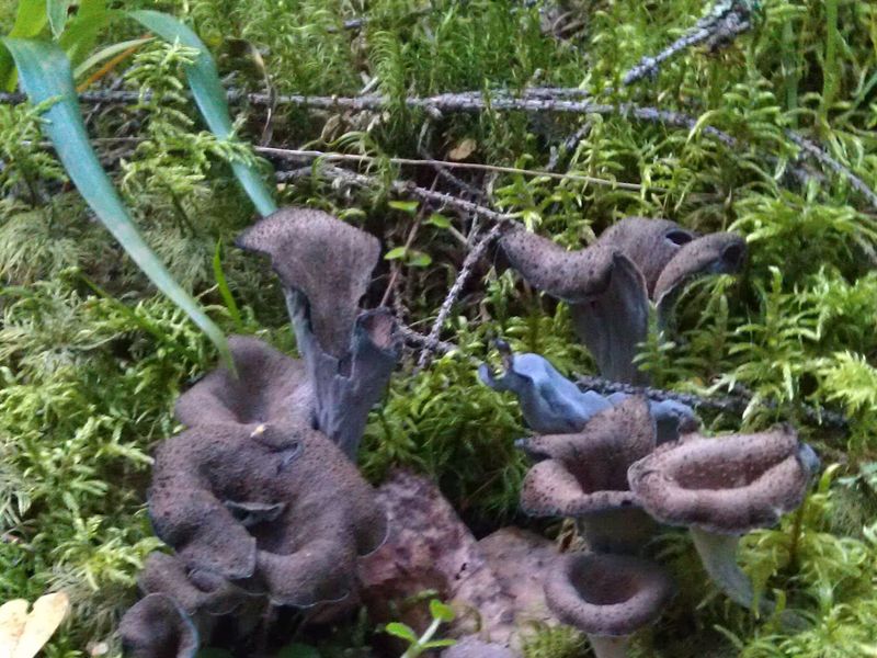 Svart trumpetsvamp – referensfoto 1