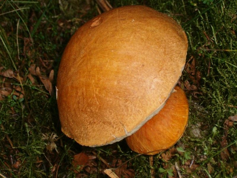 Tegelsopp – referensfoto 2