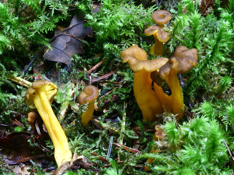 Trattkantarell – referensfoto 7