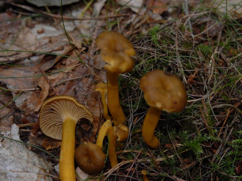 Trattkantarell – referensfoto 1
