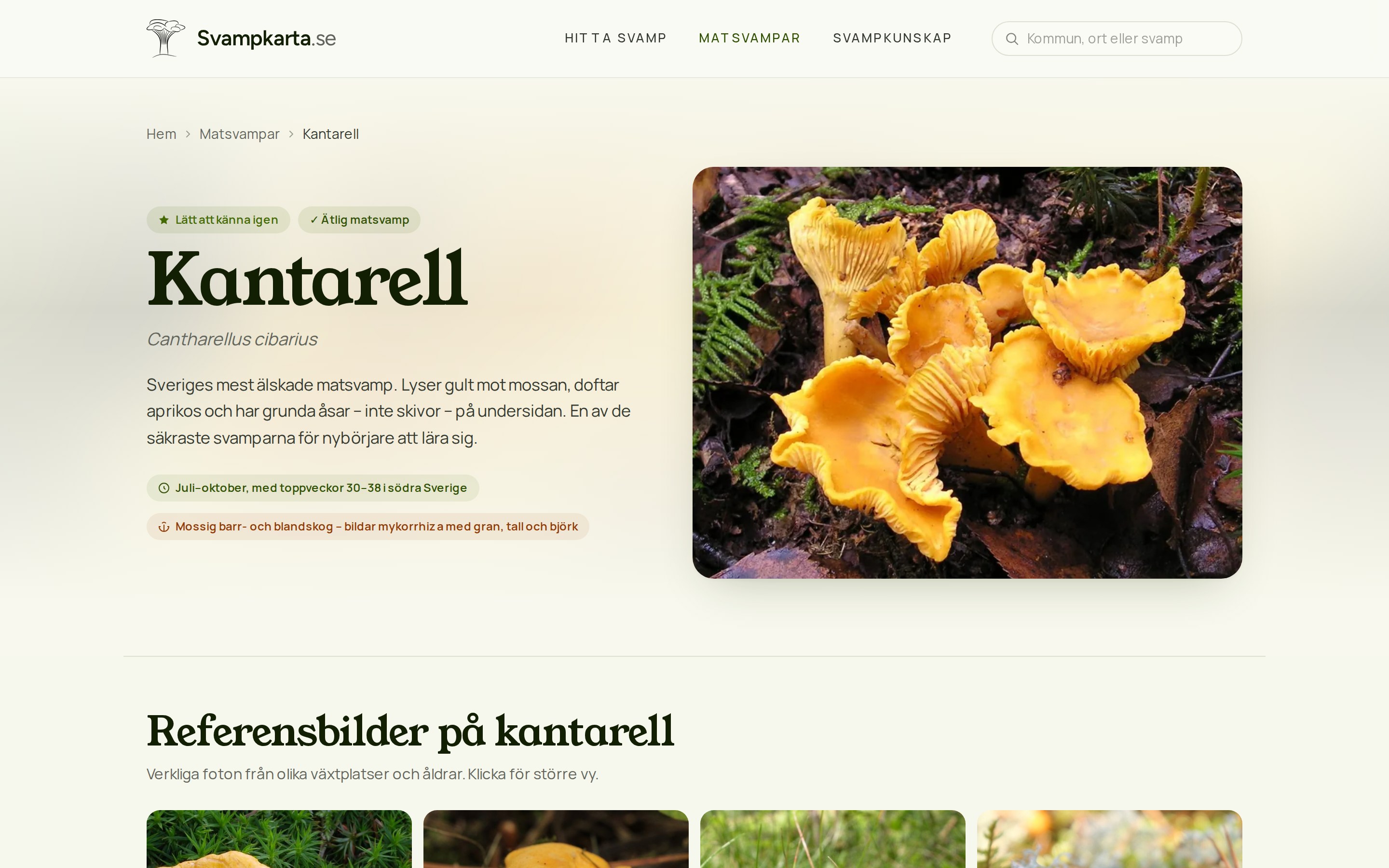 Skärmdump: matsvampsida på Svampkarta, desktop 1440 px