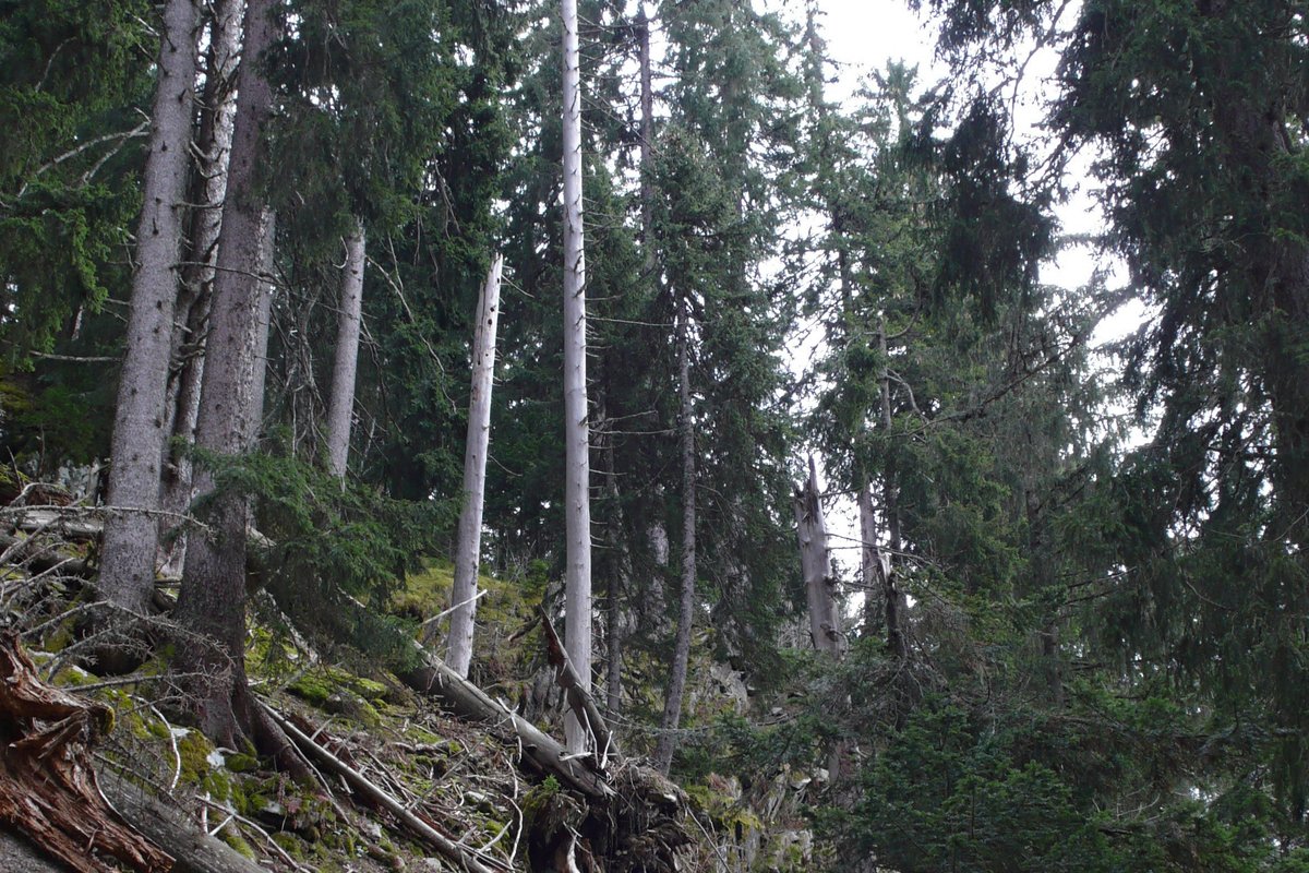 Mossig granskog, klassisk kantarellskog